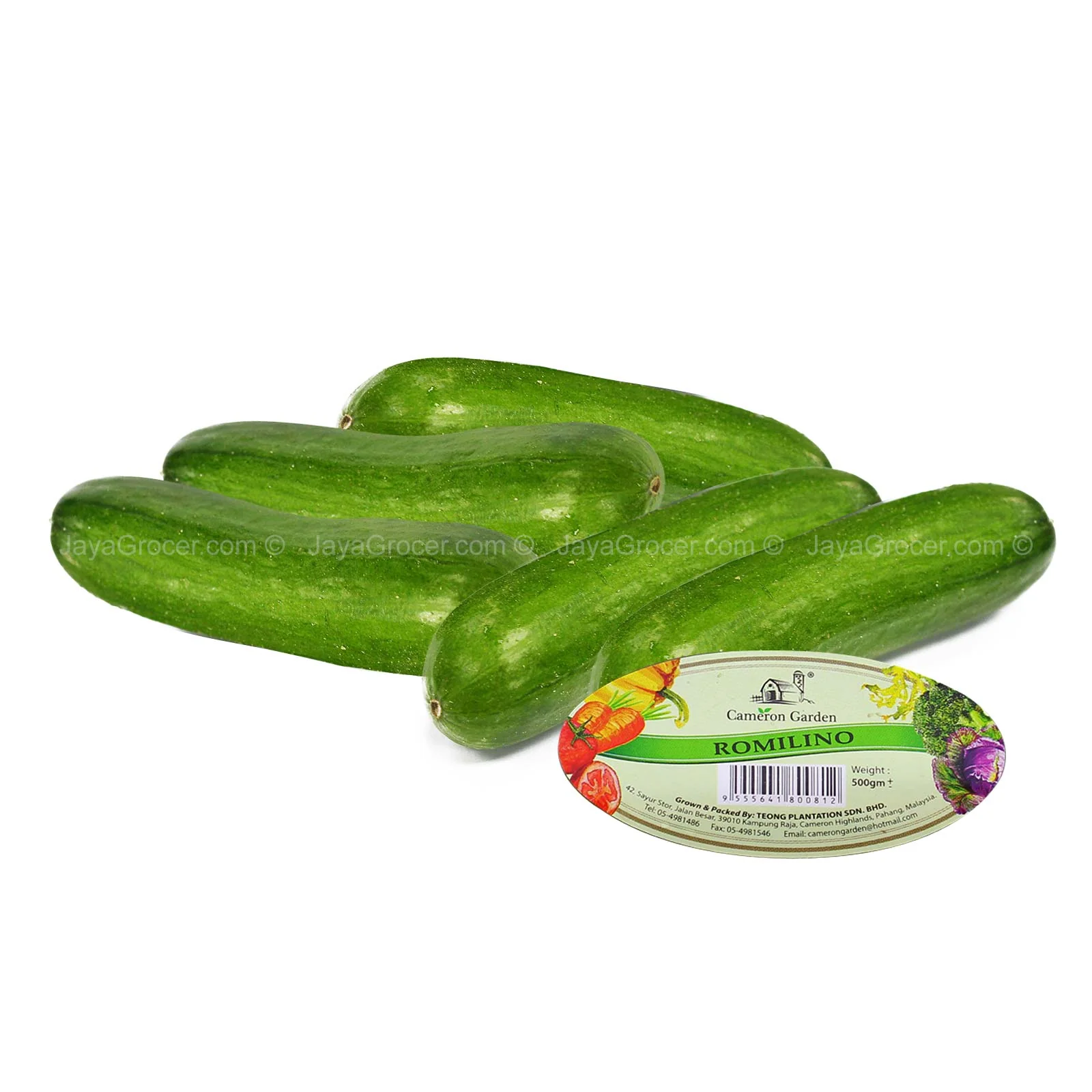 Cameron Garden Romilino Cucumber (Malaysia) 500g - Image 2
