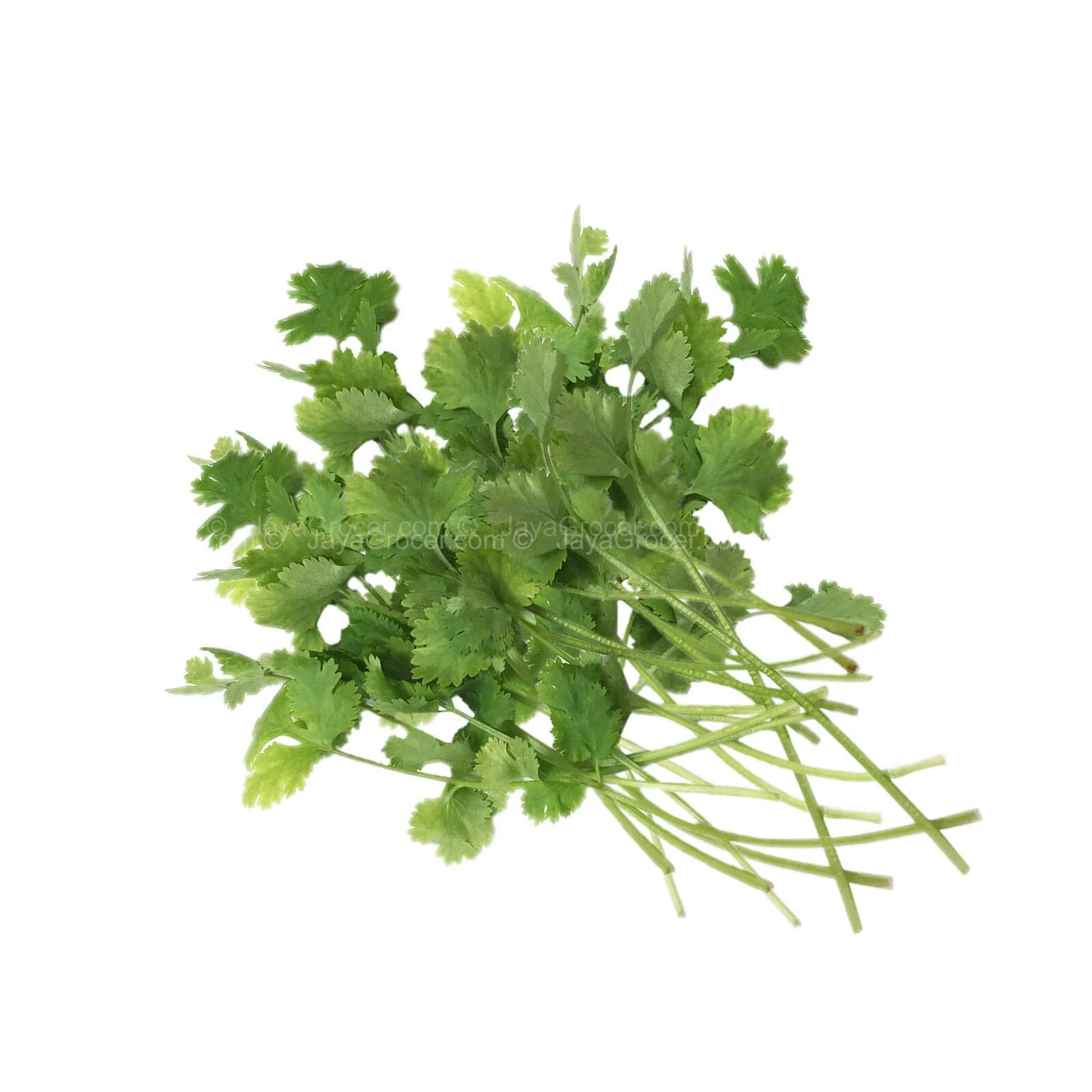 Coriander (Ketumbar) (Malaysia) 50g - Image 2
