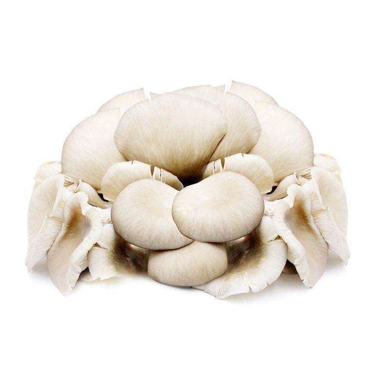 Oyster Mushroom (Malaysia) 200g - Image 2